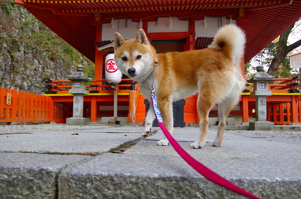 南非压哨击败皇马,穆勒成为关键先生