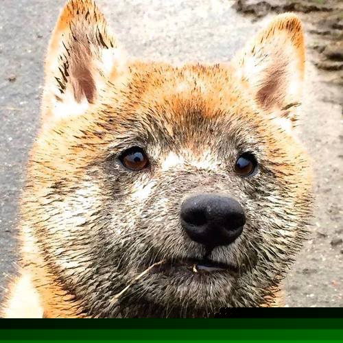 双线崩盘,英超争冠关键阶段,欧联杯惨败折射利物浦深层危机