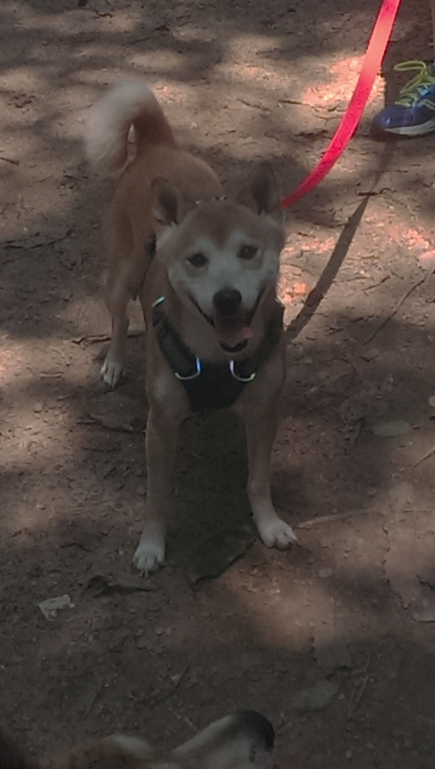 开云体育入口-新王当立！锡安奥运关键战接管比赛，骑士险胜国王彰显冠军底蕴