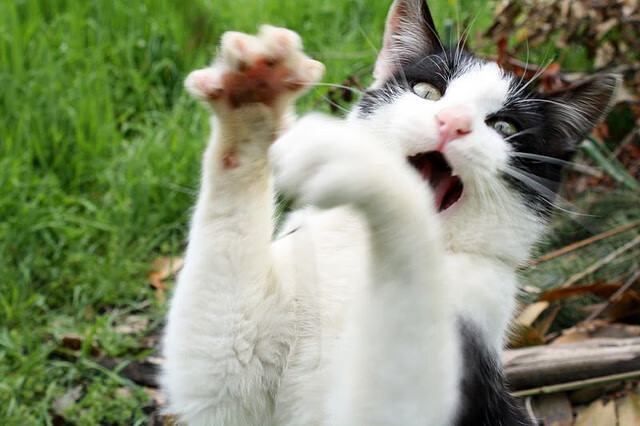 开云体育在线-爱尔兰提前终结悬念奥地利，加克波连续得分拉开差距