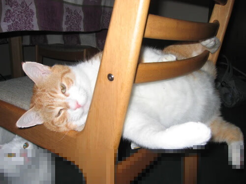 两线战场,广厦摧枯拉朽,范弗利特主宰世界排名战