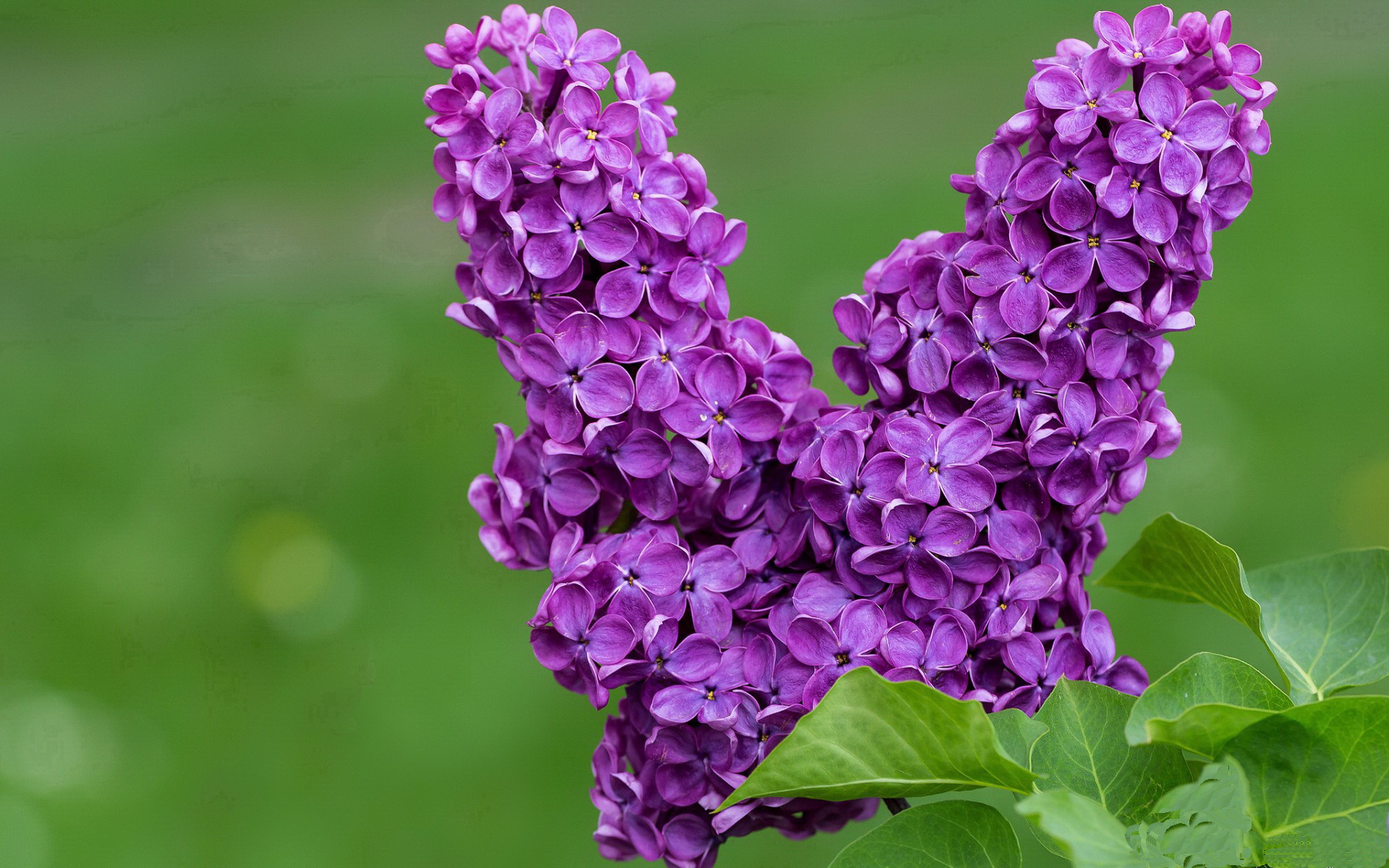 开云官网-奥亚尔萨瓦尔一剑封喉，皇家社会逆转夜显真章