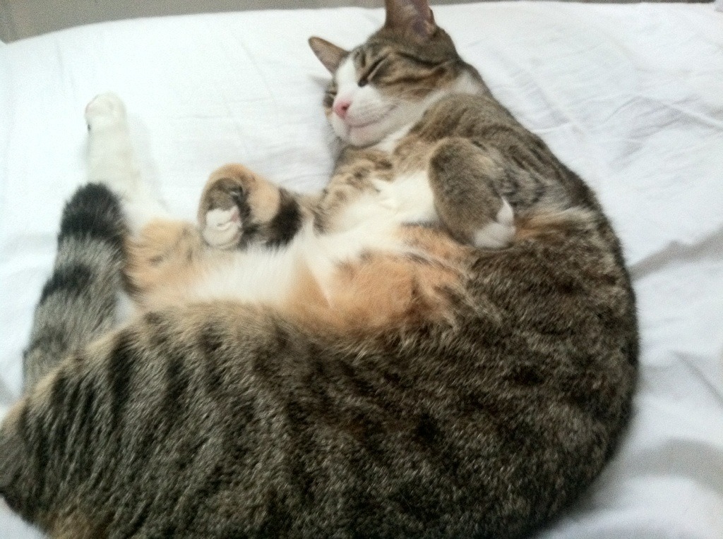 开云体育APP下载-智利防守锁死阿根廷，特奥关键解围定乾坤