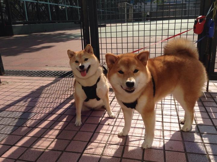 开云官网-横扫与接管，东区新势力崛起，步行者与莫兰特的破局之战