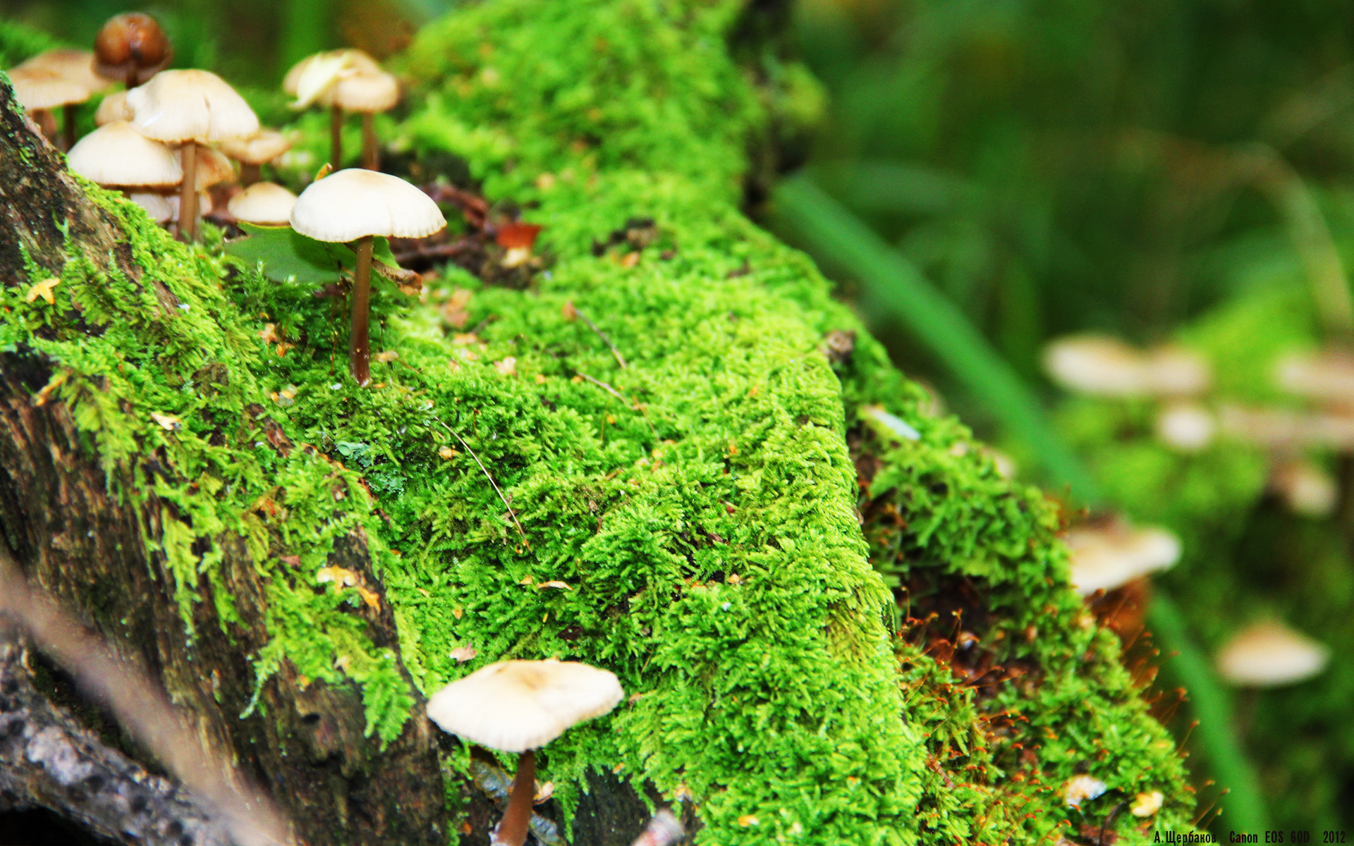 开云APP-当欧冠决赛的聚光灯照向篮球场，约基奇的教科书之夜