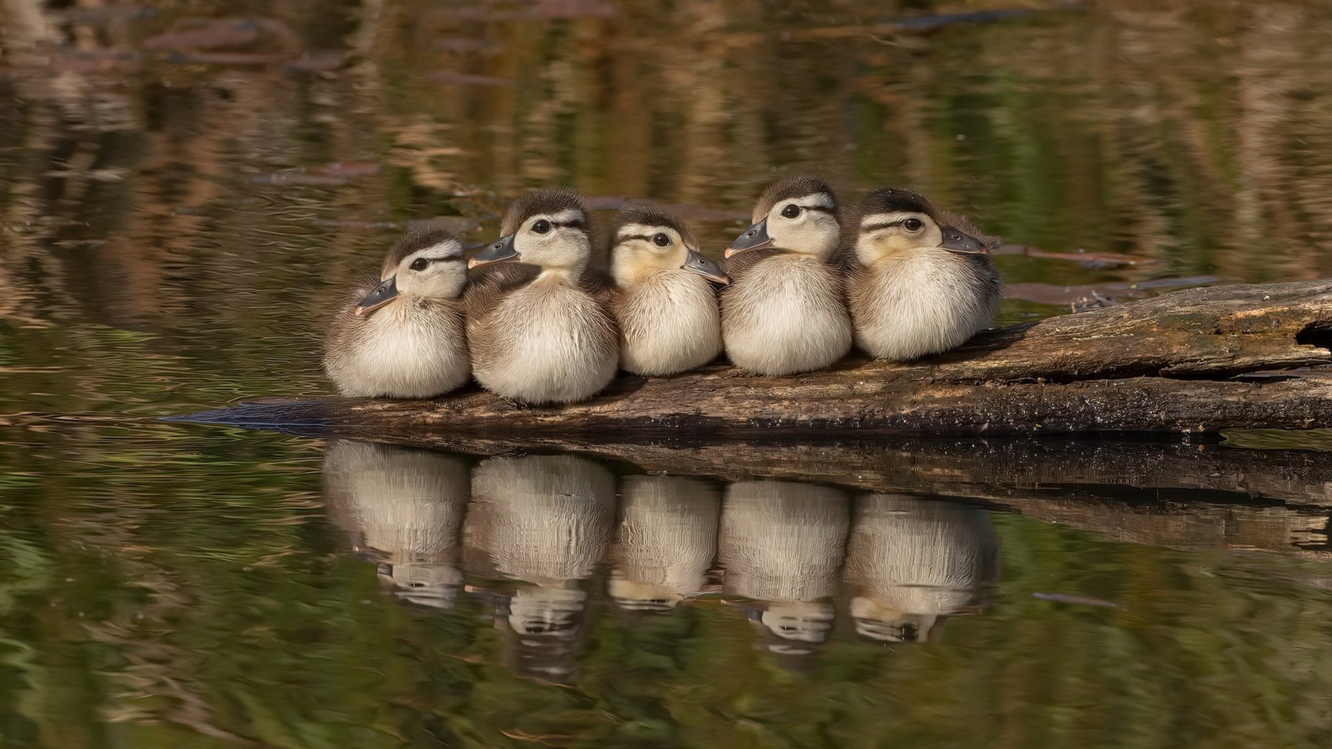 稳稳拿下,在奥运悬崖边,加拿大用一场教科书式的胜利完成战术摊牌