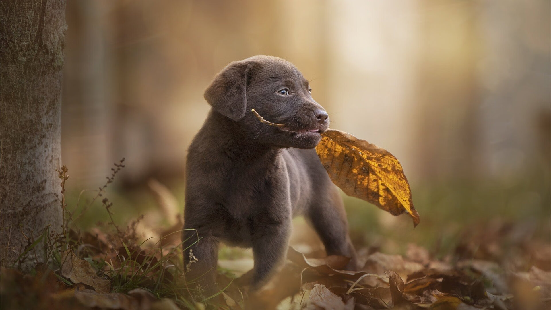 F1新赛季揭幕战之夜,阿圭罗的跨界杆位表演