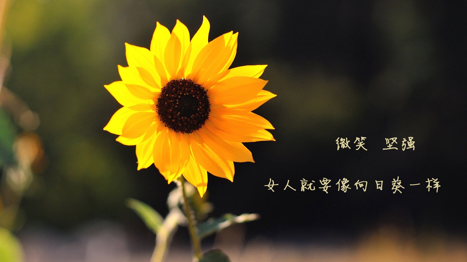 开云体育官方网站-恩比德统治赛场，深圳队与鹈鹕的跨洋篮球盛宴