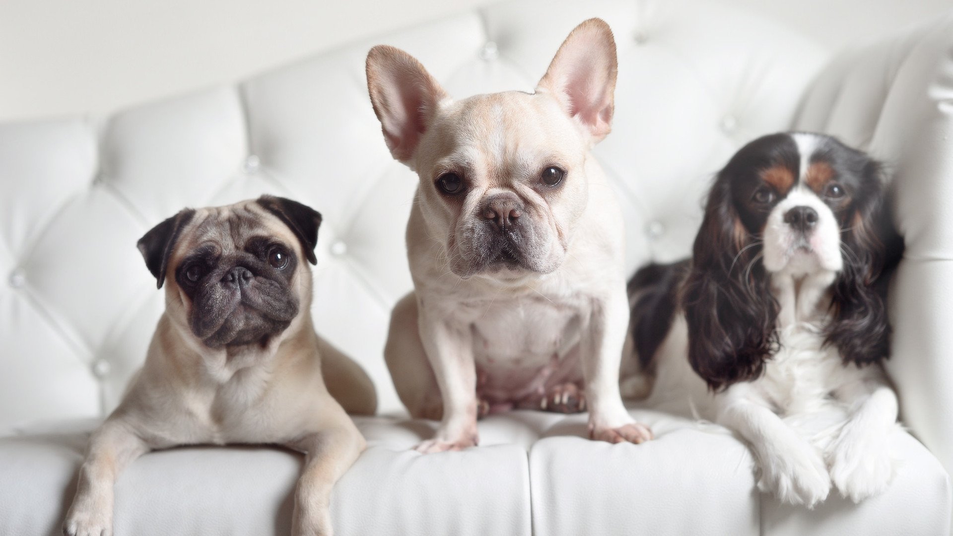 制霸东方,决战西巅,奇才横扫浙江,切特生死战封神