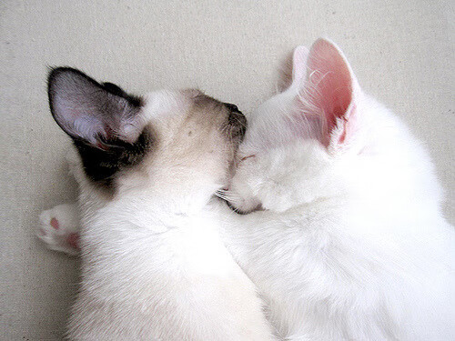 战术铁幕与个人英雄主义，北京队战术压制奇才，福克斯个人能力完全展现