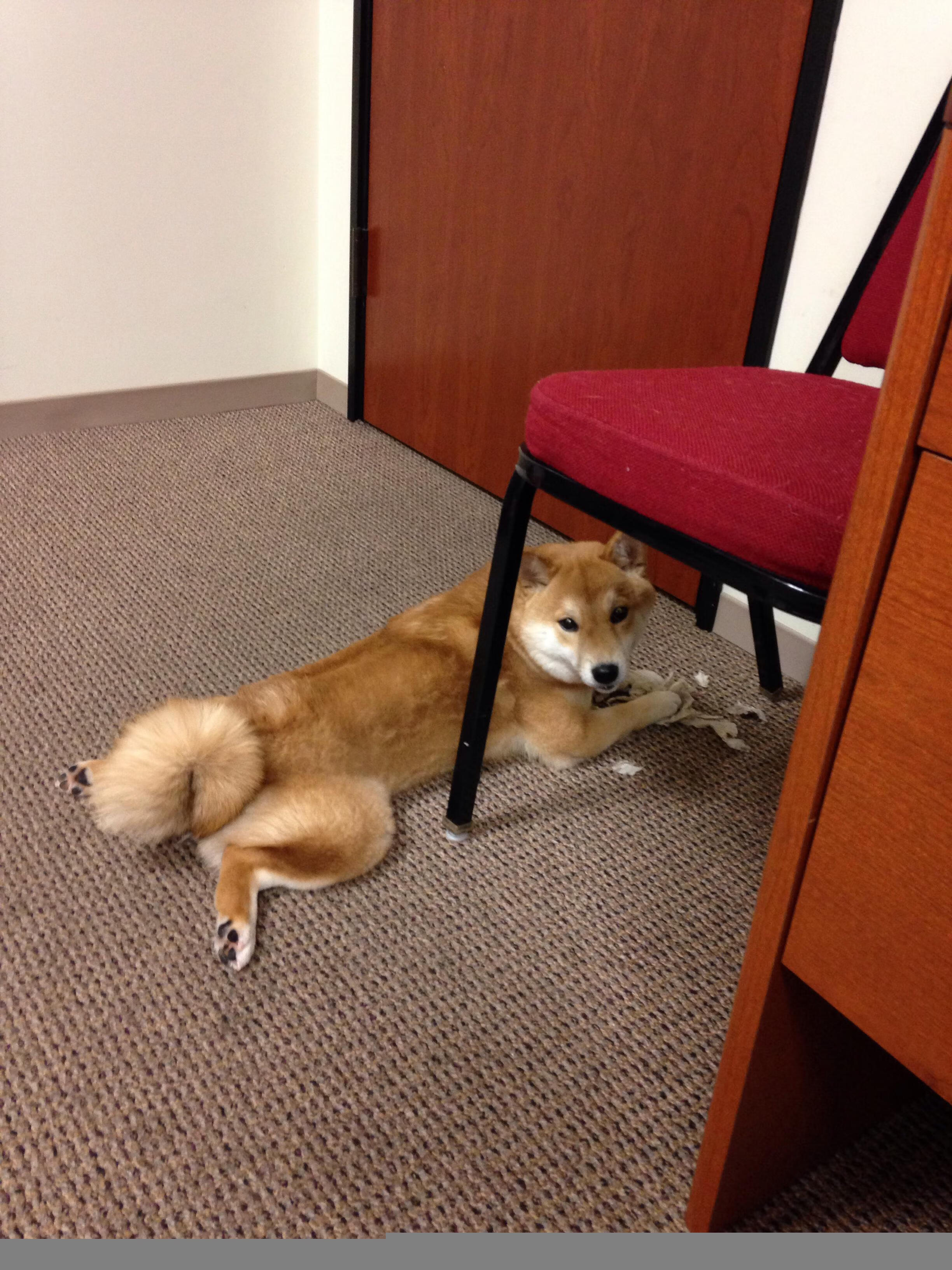 圣马梅斯惊雷，当毕尔巴鄂的钢铁交响曲，由蒂亚戈的灵魂指挥