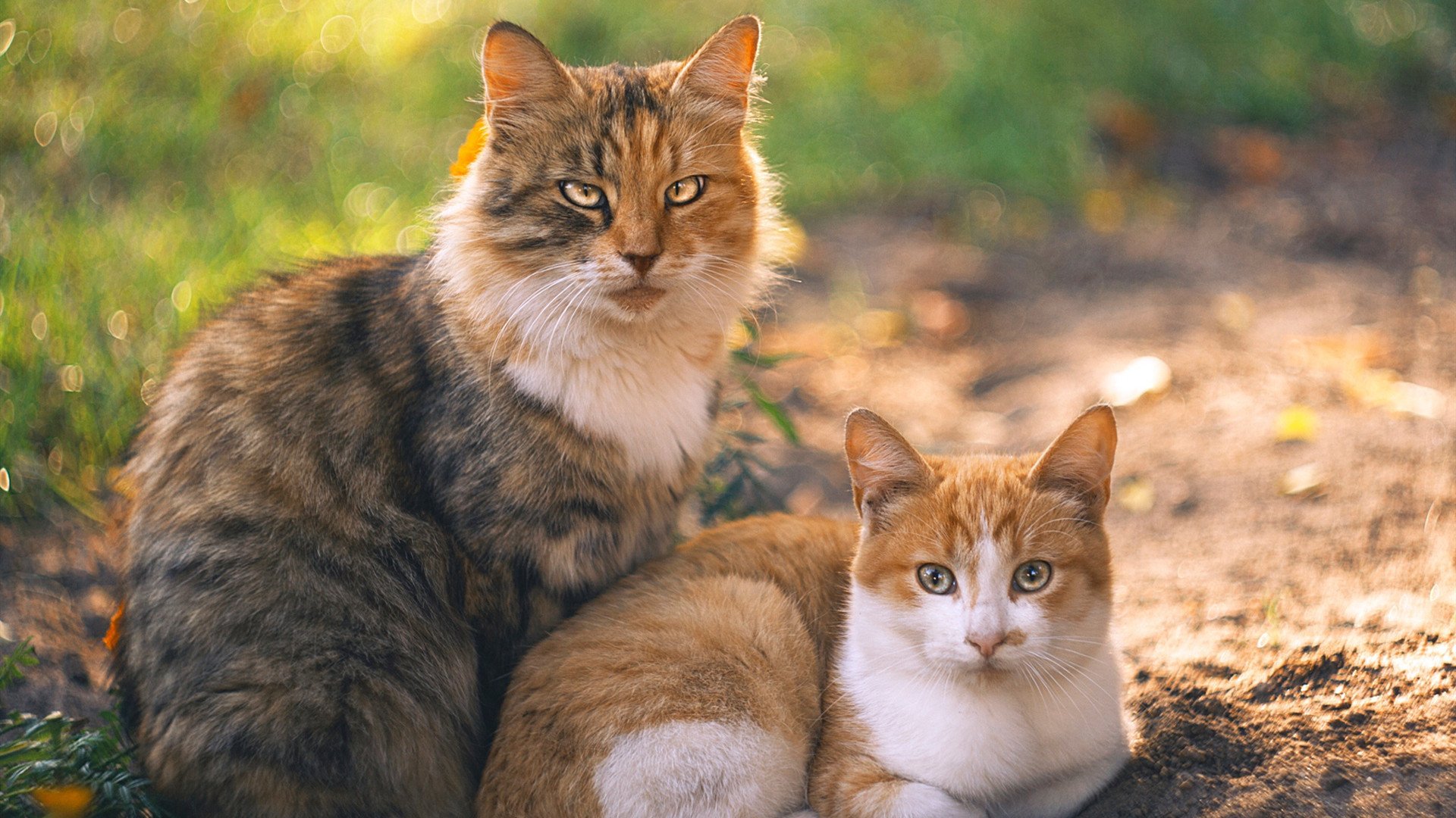 德国战车狂胜拉齐奥，努涅斯压力下完成爆发