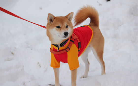 开云APP-从桑巴之殇到斗牛士之舞，当足球告别最后的古典10号