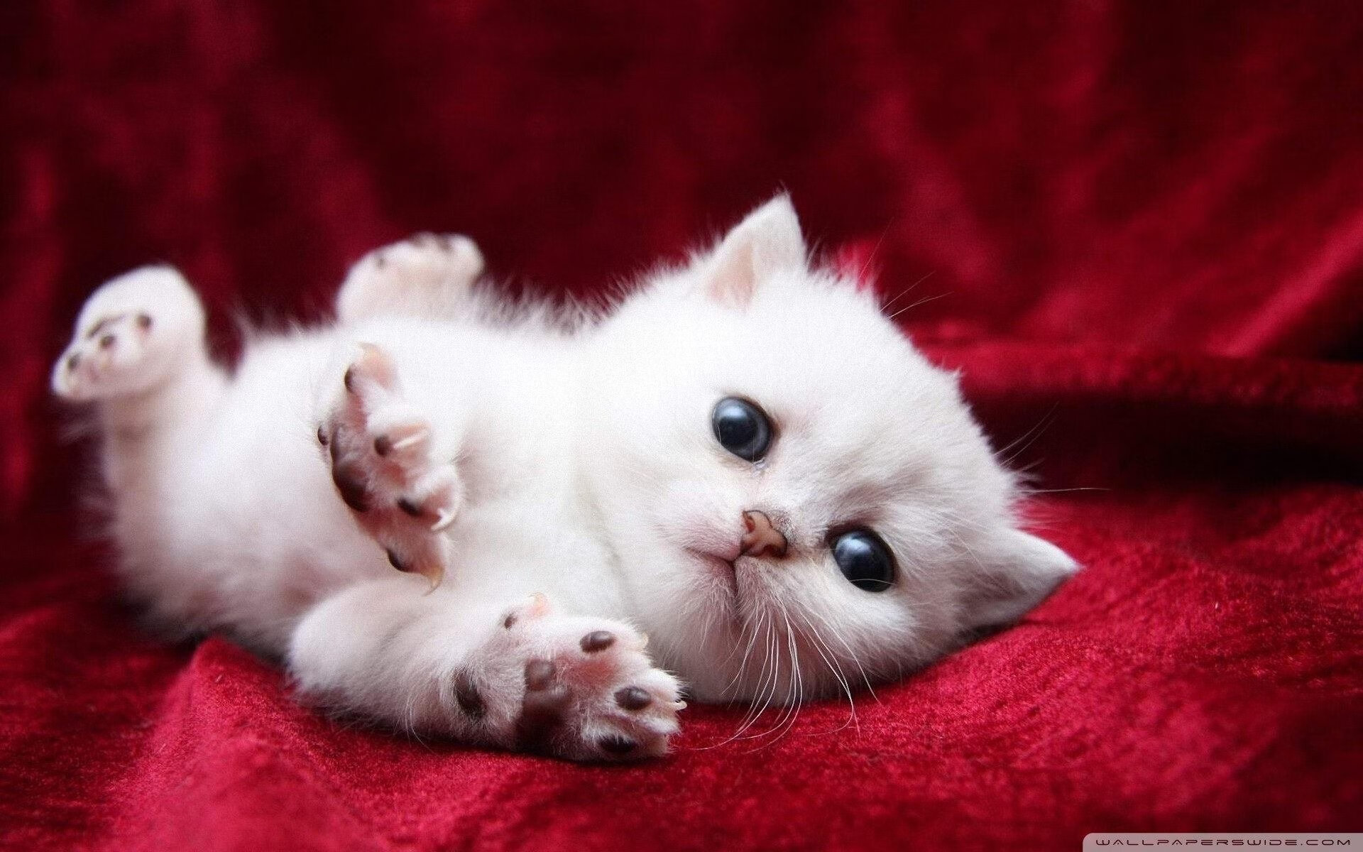 足球场上的双面镜像，奥地利绝杀背后的京多安逻辑