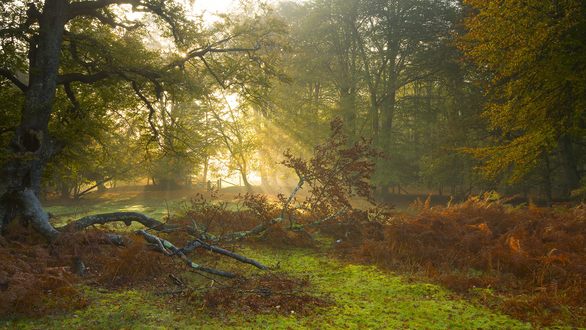 掘金终场绝杀爵士，布克虽败犹荣赛后评分拉满