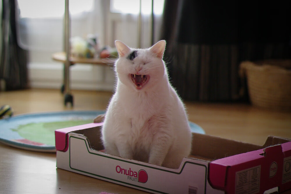 开云平台-猛龙跨洋击溃广厦，范弗利特无愧关键先生