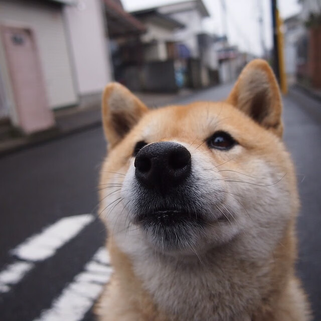 猛龙跨洋击溃广厦，范弗利特无愧关键先生
