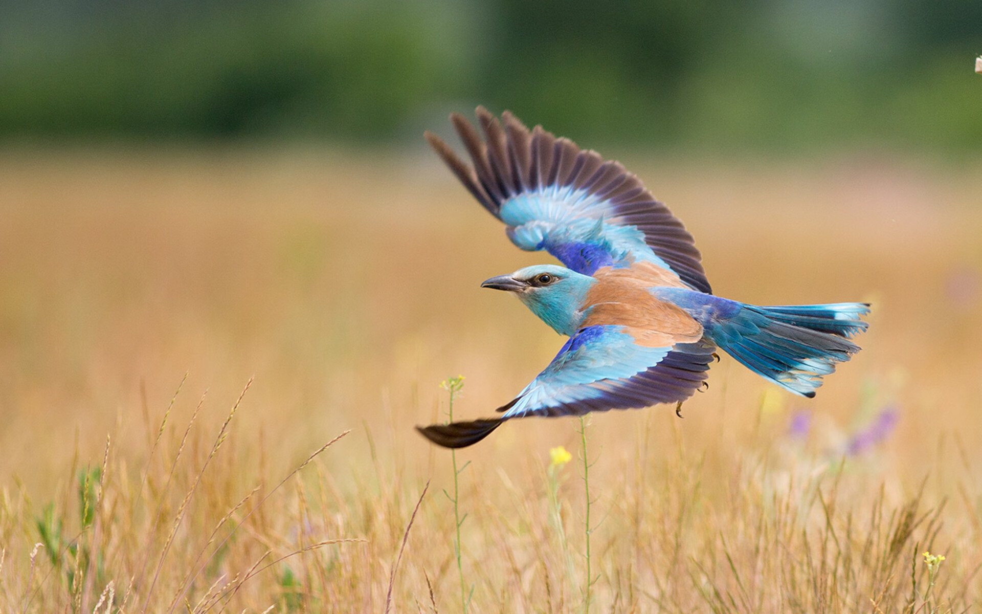 开云体育中国-地北天南的篮球之火，浙江鏖战黄蜂，切特总决赛接管传奇