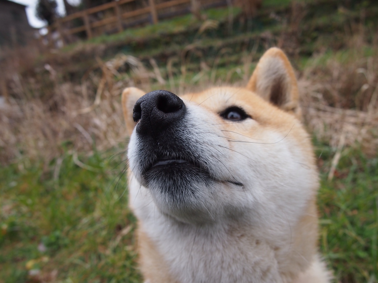 桑巴风暴席卷枫叶国,2026世界杯B组巴西碾压加拿大,阿诺德致命一击封神